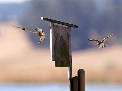 Tree Swallow _7074713.jpg