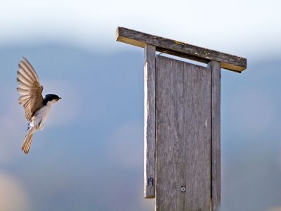 Tree Swallow _7074650.jpg
