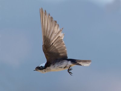 Tree Swallow _7074655.jpg