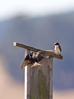 Tree Swallow _7074681.jpg