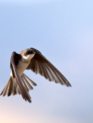 Tree Swallow _7084729.jpg