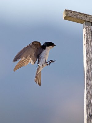 Tree Swallow _7084747.jpg