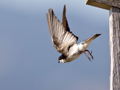 Tree Swallow _7084752.jpg