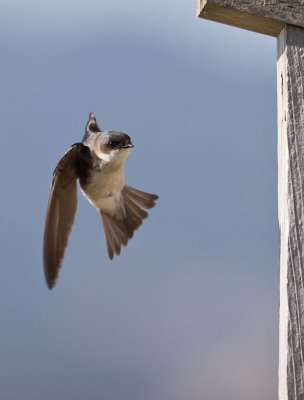Tree Swallow _7084777.jpg