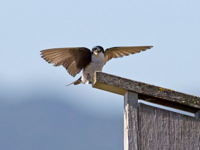 Tree Swallow _7084920.jpg