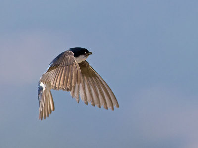 Tree Swallow _7084929.jpg