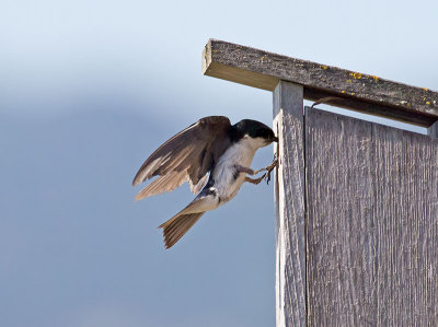 Tree Swallow _7084930.jpg