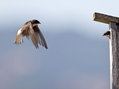 Tree Swallow _7084938.jpg