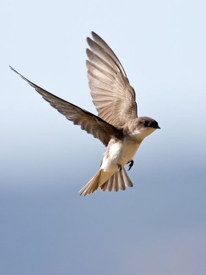 Tree Swallow _7084943.jpg