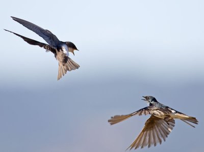 Tree Swallow _7084948.jpg