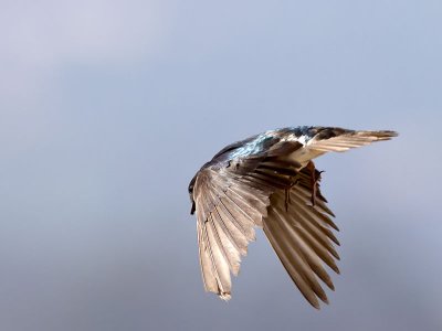Tree Swallow _7094967.jpg