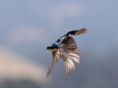 Tree Swallow _7095000.jpg