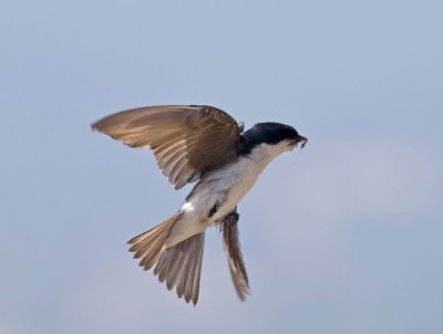 Tree Swallow _7095027.jpg