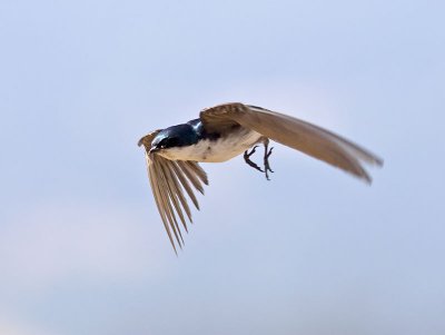 Tree Swallow _7095042.jpg
