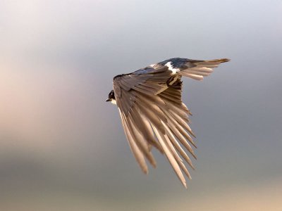 Tree Swallow _7154947.jpg