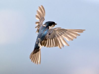 Tree Swallow _7155001.jpg