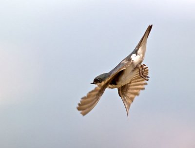 Tree Swallow _7154948.jpg