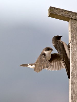 Tree Swallow _7155014.jpg