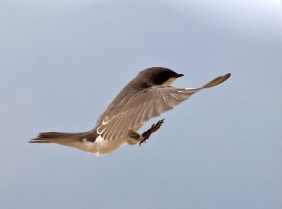 Tree Swallow _7155020.jpg