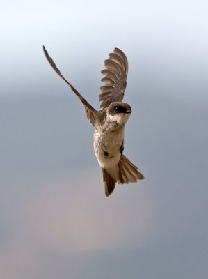 Tree Swallow _7155064.jpg