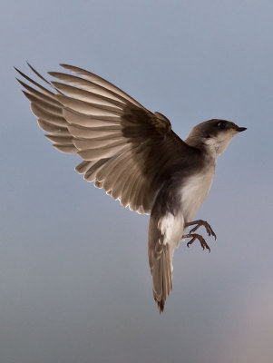 Tree Swallow _7155164.jpg