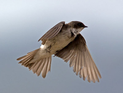 Tree Swallow _7155065.jpg