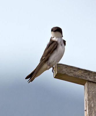 Tree Swallow _7155170.jpg