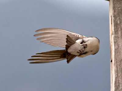 Tree Swallow _7155183.jpg