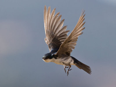 Tree Swallow _7155209.jpg