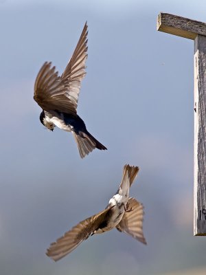 Tree Swallows _7105230.jpg