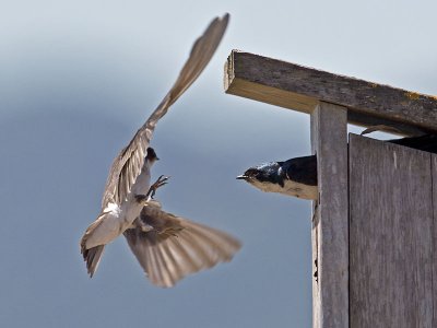 Tree Swallows _7144631.jpg