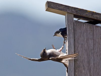 Tree Swallows _7144652.jpg