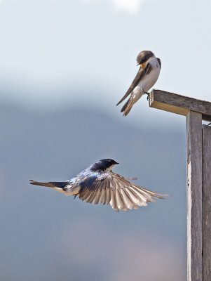 Tree Swallows _7144691.jpg