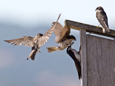 Tree Swallows _7144773.jpg