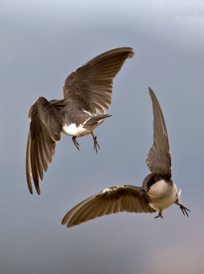 Tree Swallows _7155040.jpg