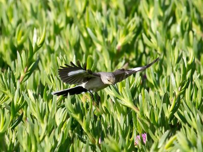 Mockingbird _5180968.jpg