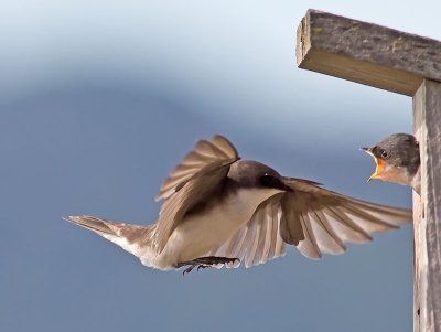 Tree Swallows _7195568.jpg