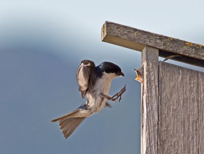 Tree Swallows _7195595.jpg