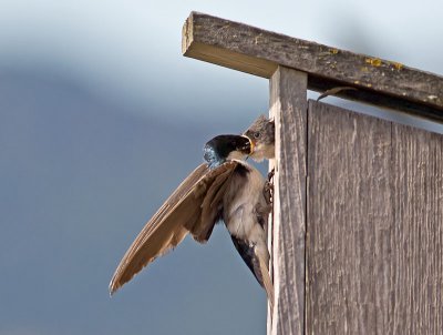 Tree Swallows _7195596.jpg