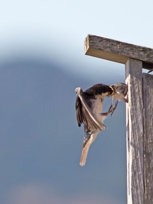 Tree Swallows _7195677.jpg