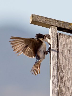 Tree Swallows _7205894.jpg