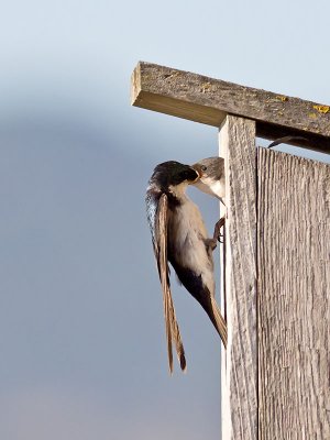 Tree Swallows _7205895.jpg