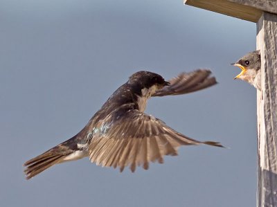 Tree Swallows _7206100.jpg