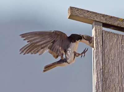 Tree Swallows _7206166.jpg