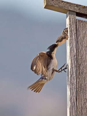 Tree Swallows _7206167.jpg