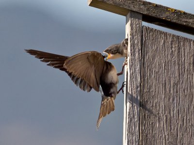 Tree Swallows _7206186.jpg