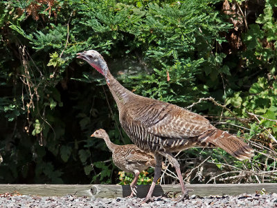 Wild Turkeys _7226392.jpg