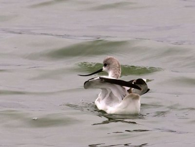 Avocet _7316812.jpg