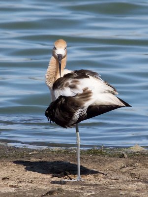 Avocet adult male _7286723.jpg