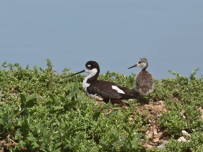Black-necked Stilt  her chick _7276659.jpg